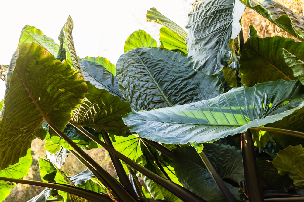 Alocasia: The Complete Guide to Elephant Ears Taking Over Homes and Social Media
