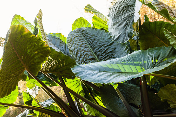 Alocasia: The Complete Guide to Elephant Ears Taking Over Homes and Social Media