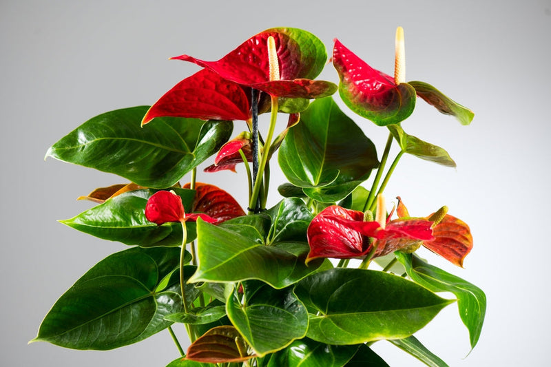 Pianta di Anthurium con foglie verdi lucide e fiori rossi a forma di cuore su sfondo neutro.