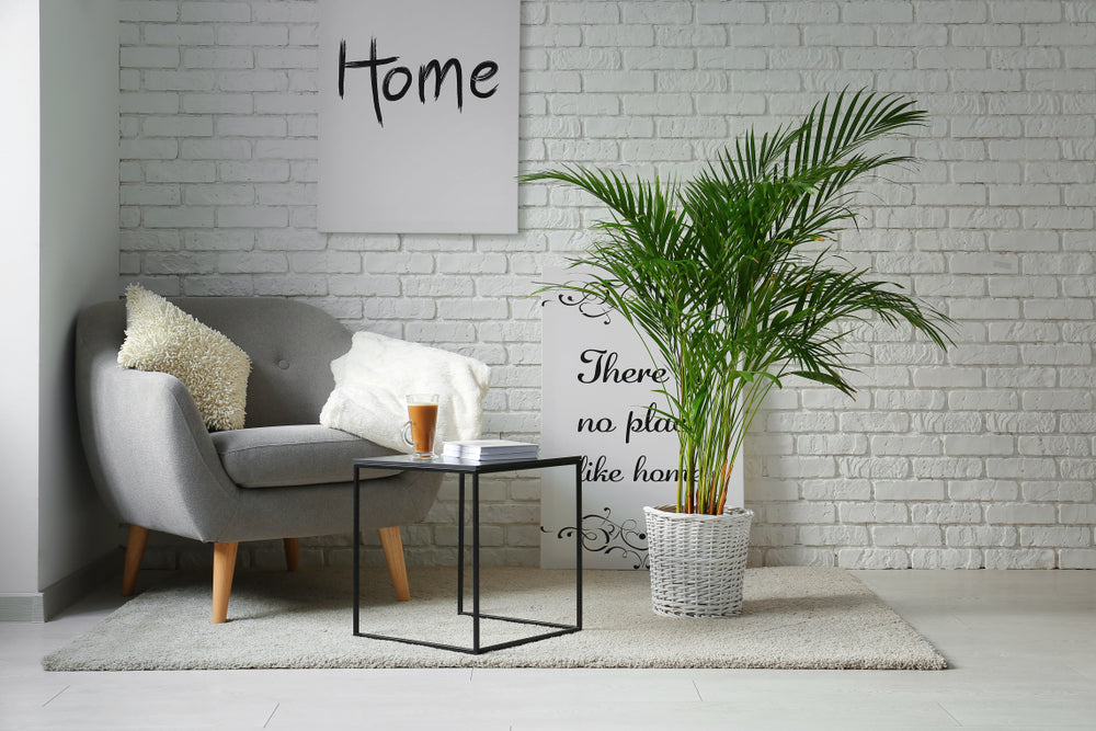 Areca Palm: The Guide for a Healthy and Lush Plant