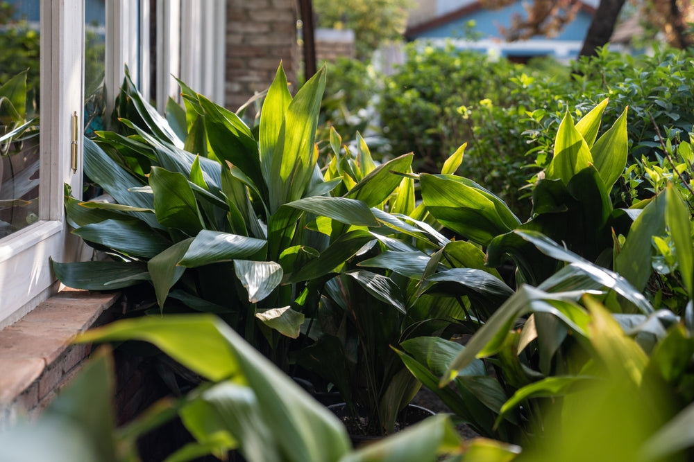 Aspidistra: The Indestructible Plant That Survives Even in the Dark