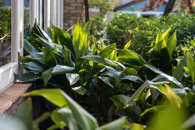 Aspidistra: La Pianta Indistruttibile che Sopravvive Anche al Buio