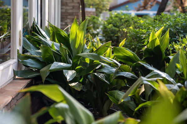 Aspidistra: The Indestructible Plant That Survives Even in the Dark
