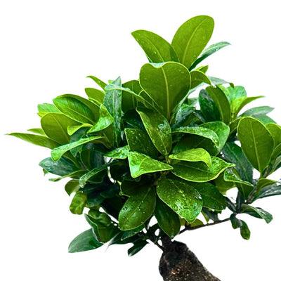 Ginseng Bonsai: The Complete 2026 Guide to Caring for Italy's Most Beloved Ficus