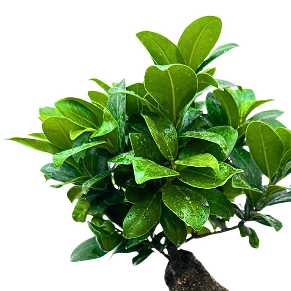 Bonsai Ginseng: La Guida Completa 2026 alla Cura del Ficus più Amato d'Italia