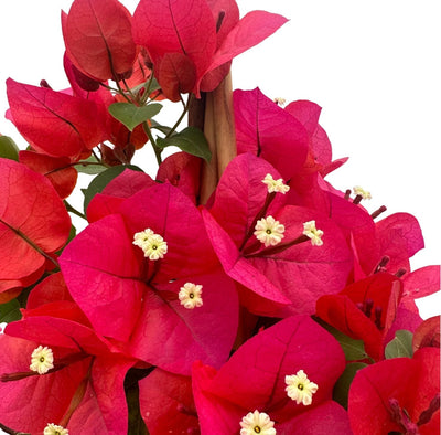 California Bougainvillea: A Burst of Color and Complete Growing Guide