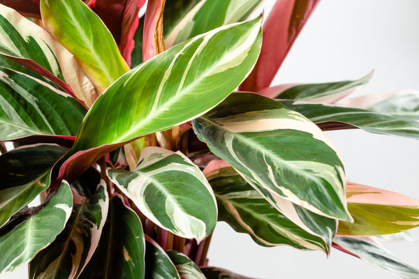 Calathea Care: All the Secrets for Perfect Leaves and a Happy Plant [2025]