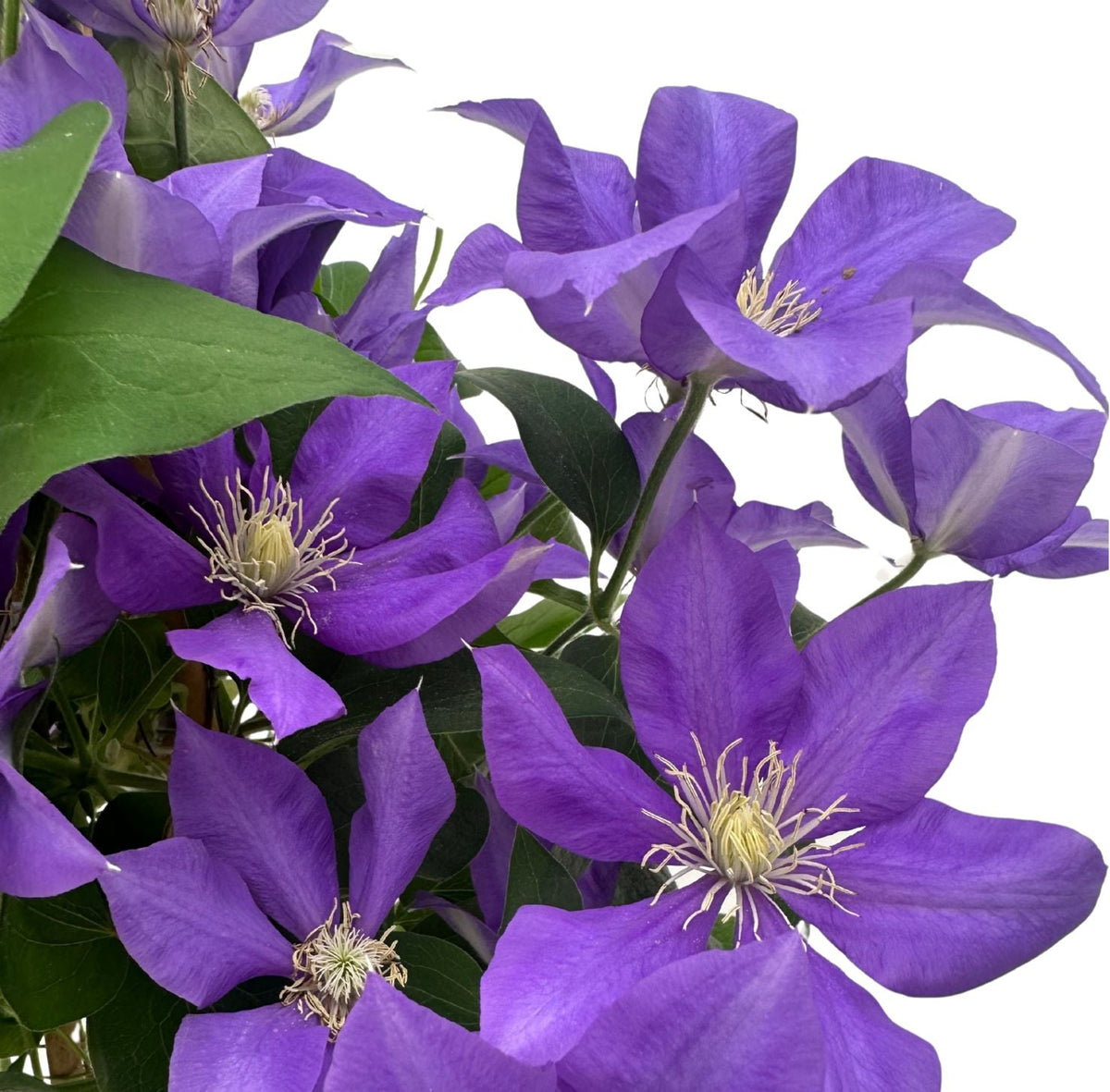 Clematis: Climbing Elegance and Complete Growing Guide