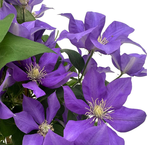 Clematis: Climbing Elegance and Complete Growing Guide