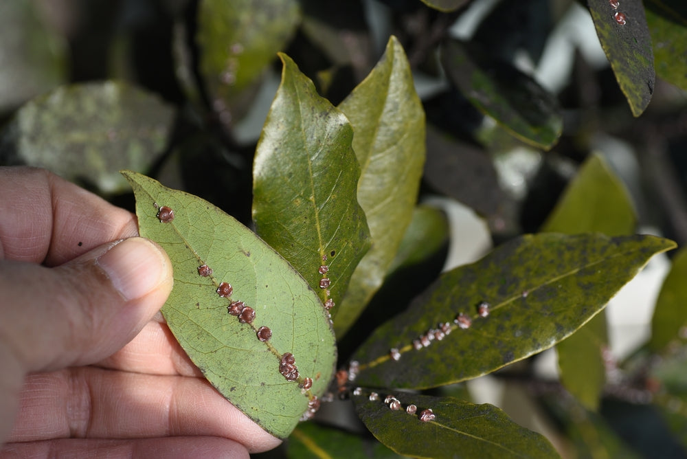 Cocciniglia sulle Piante: La Guida  per Riconoscerla ed Eliminarla per Sempre