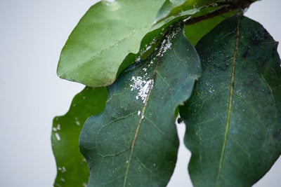 SOS Verde Domestico: Guida Completa alle Malattie delle Piante da Interno e Come Curarle con I Giardini di Giulia