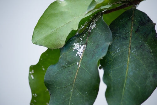 SOS Houseplant: Complete Guide to Indoor Plant Diseases and How to Treat Them with I Giardini di Giulia