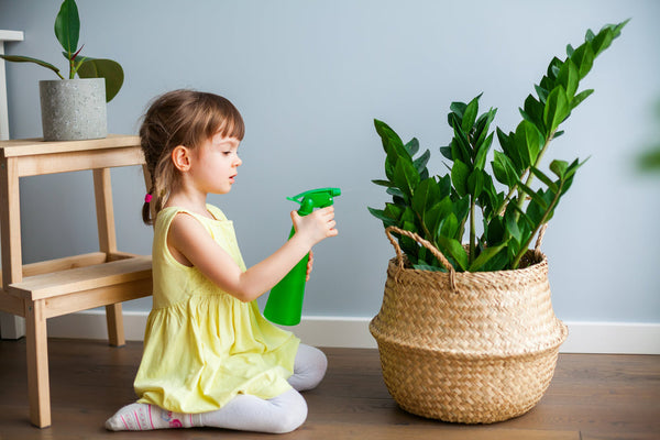 Zamioculcas Care: The Complete Guide to an Invincible Plant [2025]