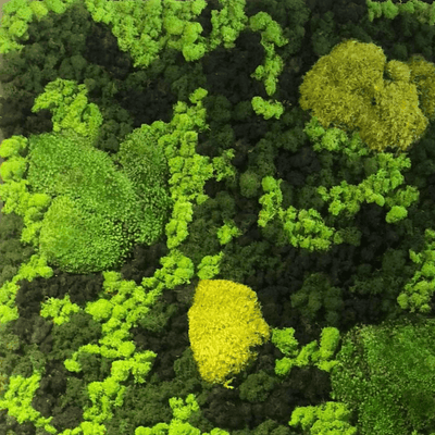 Preserved Greenery Maintenance: Perfect Placement and Zero Care