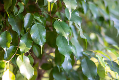 Ficus Benjamina Care: The Complete Guide for a Designer Interior