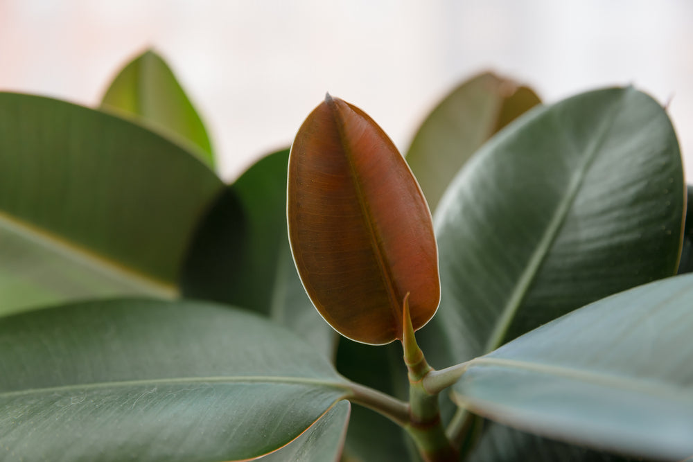 Ficus Elastica: The Sculptural Plant with Giant Leaves that Decorates and Purifies