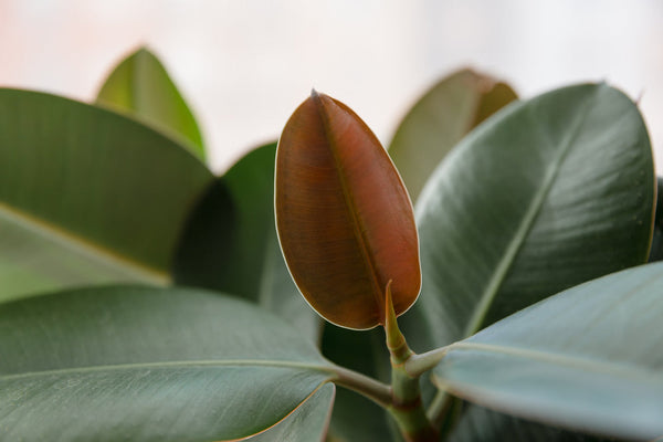 Ficus Elastica: La Pianta Scultorea con Foglie Giganti che Arreda e Purifica