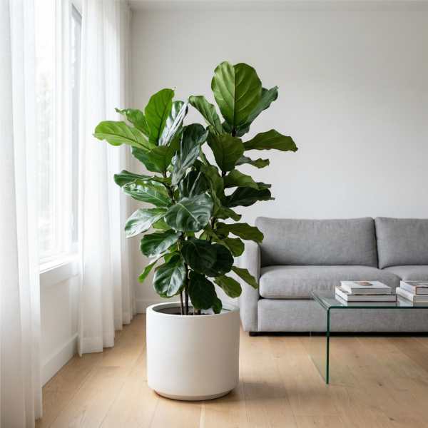 Ficus Lyrata: The Ultimate Guide to Decorating with and Caring for the Fiddle-Leaf Fig