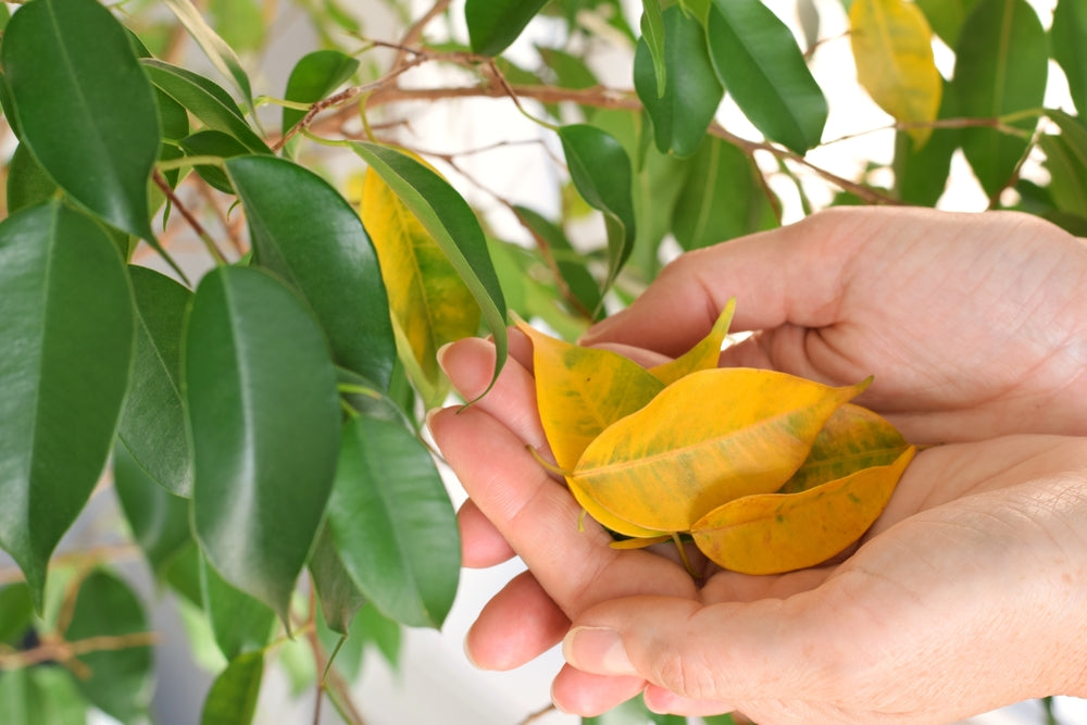 Ficus Benjamina Problems and Solutions: The Guide to Solving Every Difficulty