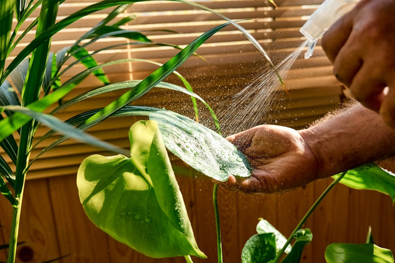 Mani che innaffiano piante verdi da interno con annaffiatoio, irrigazione delicata per piante domestiche