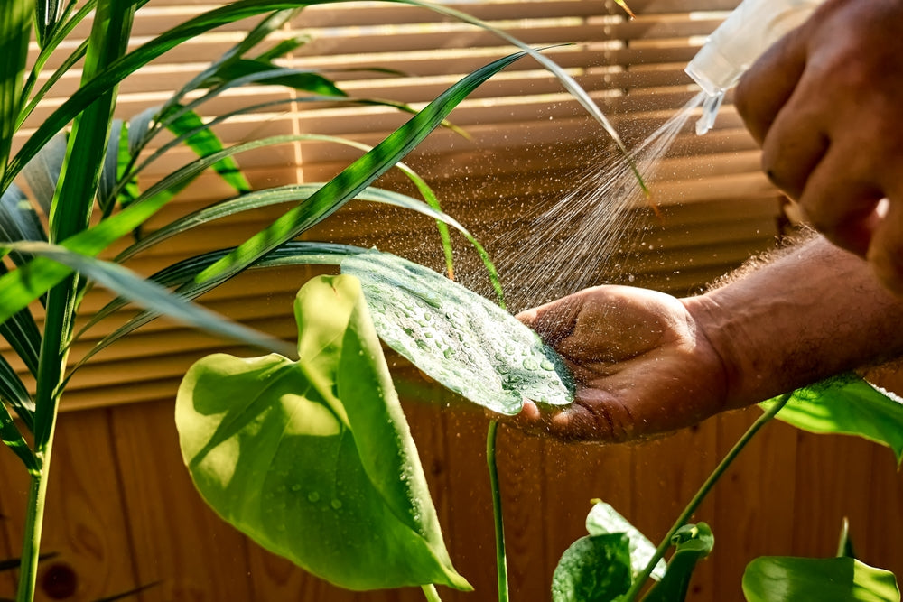 Indoor Plant Watering: The Guide to a Perfect Green Thumb