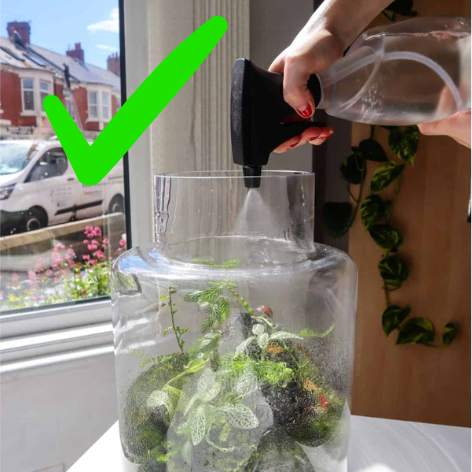 immagine mostra la tecnica a pray per irrigazione di un terrarium di piante vive 