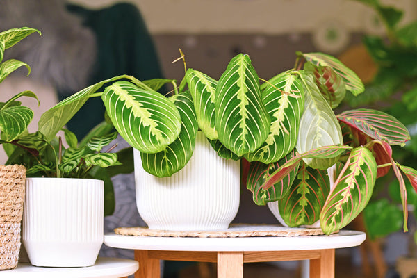 Maranta: Discover the Secrets of the Plant That Prays at Dusk