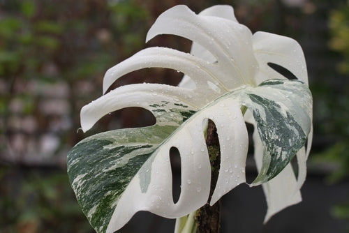 Monstera Albo Variegata: The Complete Guide to the Rarest Plant Most Desired by Collectors