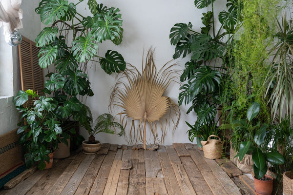 Living with a Monstera: Secrets, Care, and Ideas to Make it Shine in Your Home