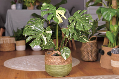 Piante Variegate: La Guida Definitiva alla Tendenza che Sta Conquistando i Plant Lovers