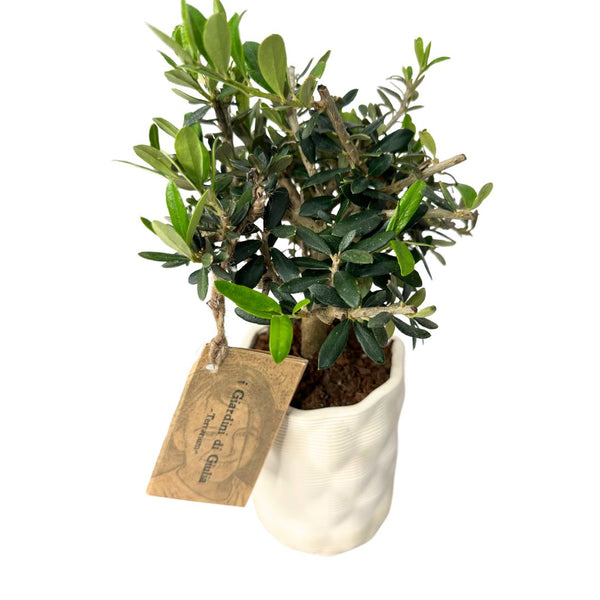 Olive Bonsai: The Soul of the Mediterranean in Miniature That Brings Peace and Longevity