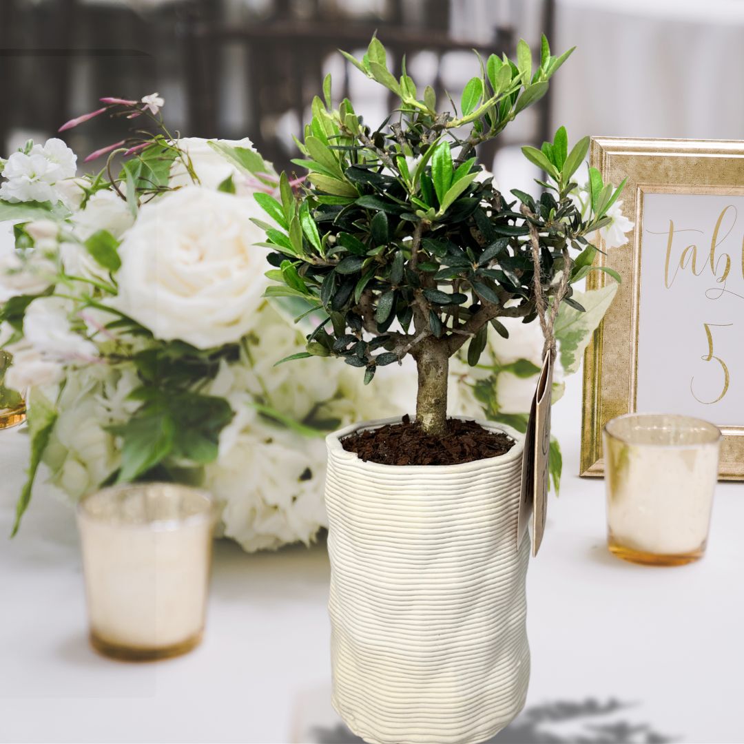 The Green Trend of Eco-Friendly Wedding Favors: When Apulian Tradition Meets Sustainability