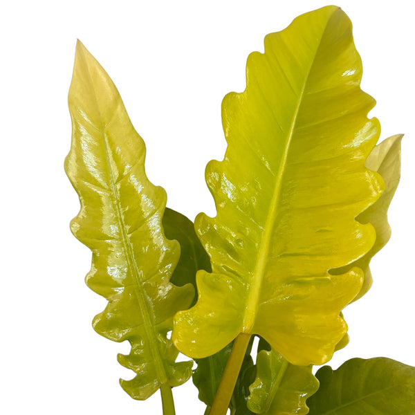 Philodendron: The Most Enchanting Varieties to Enhance Your Indoor Spaces