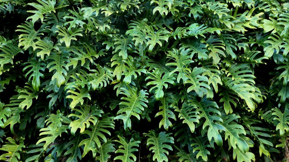 Philodendron: Our Tips for Helping Your Plant Thrive