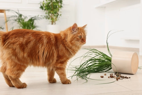 Piante e Animali Domestici: Guida alla Convivenza Sicura | Precauzioni e Alternative Pet-Friendly