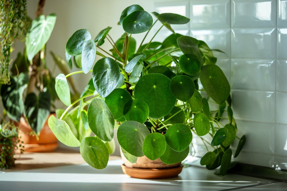 Pilea Peperomioides: The Coin Plant That Brings Luck and Style to Your Home