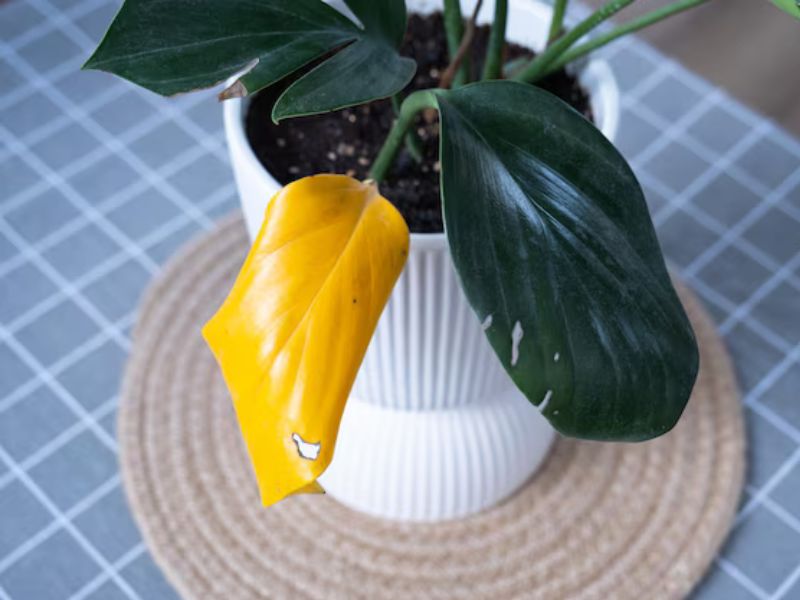 Philodendron: Why Leaves Turn Yellow and How to Fix It - The Nurseryman's Guide