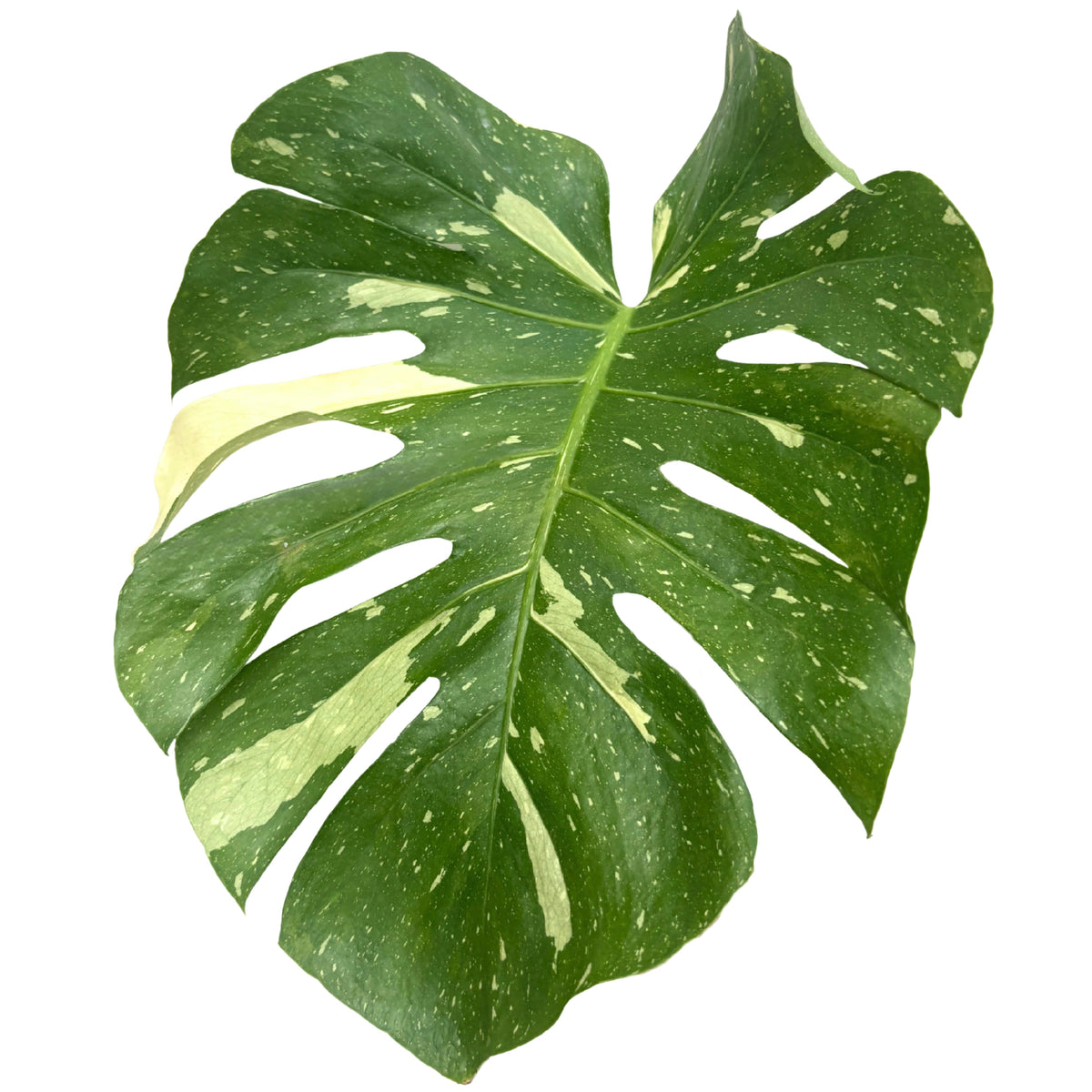 Monstera Thai Constellation: A Botanical Masterpiece