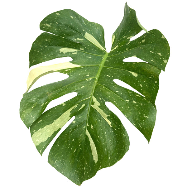 Monstera Thai Constellation: A Botanical Masterpiece