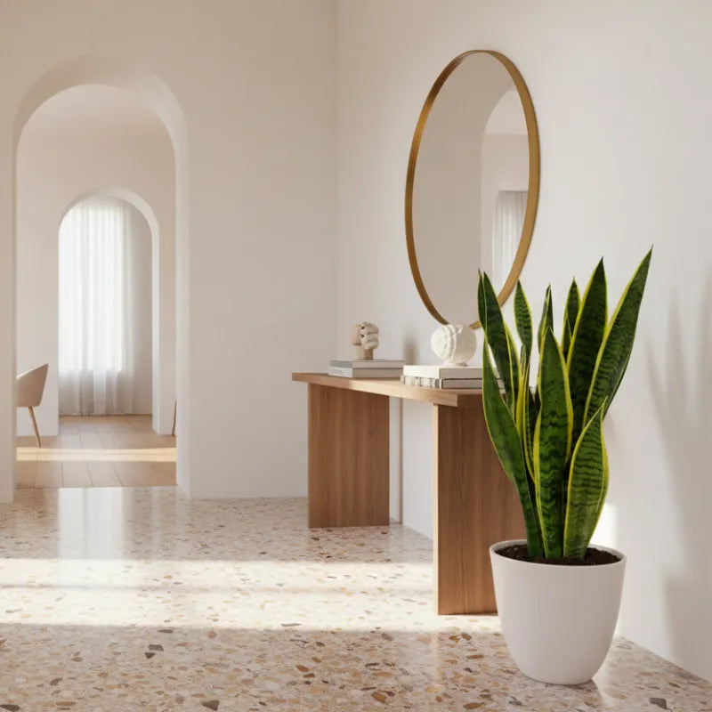 Discover How to Care for Sansevieria Laurentii: The Perfect Plant for Every Home