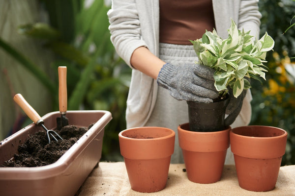 Repotting Indoor Plants: When, How, and Why Your Plants Will Thank You