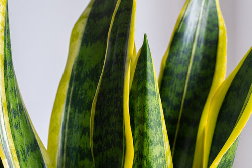 Sansevieria Laurentii: The Snake Plant That Transforms Your Home