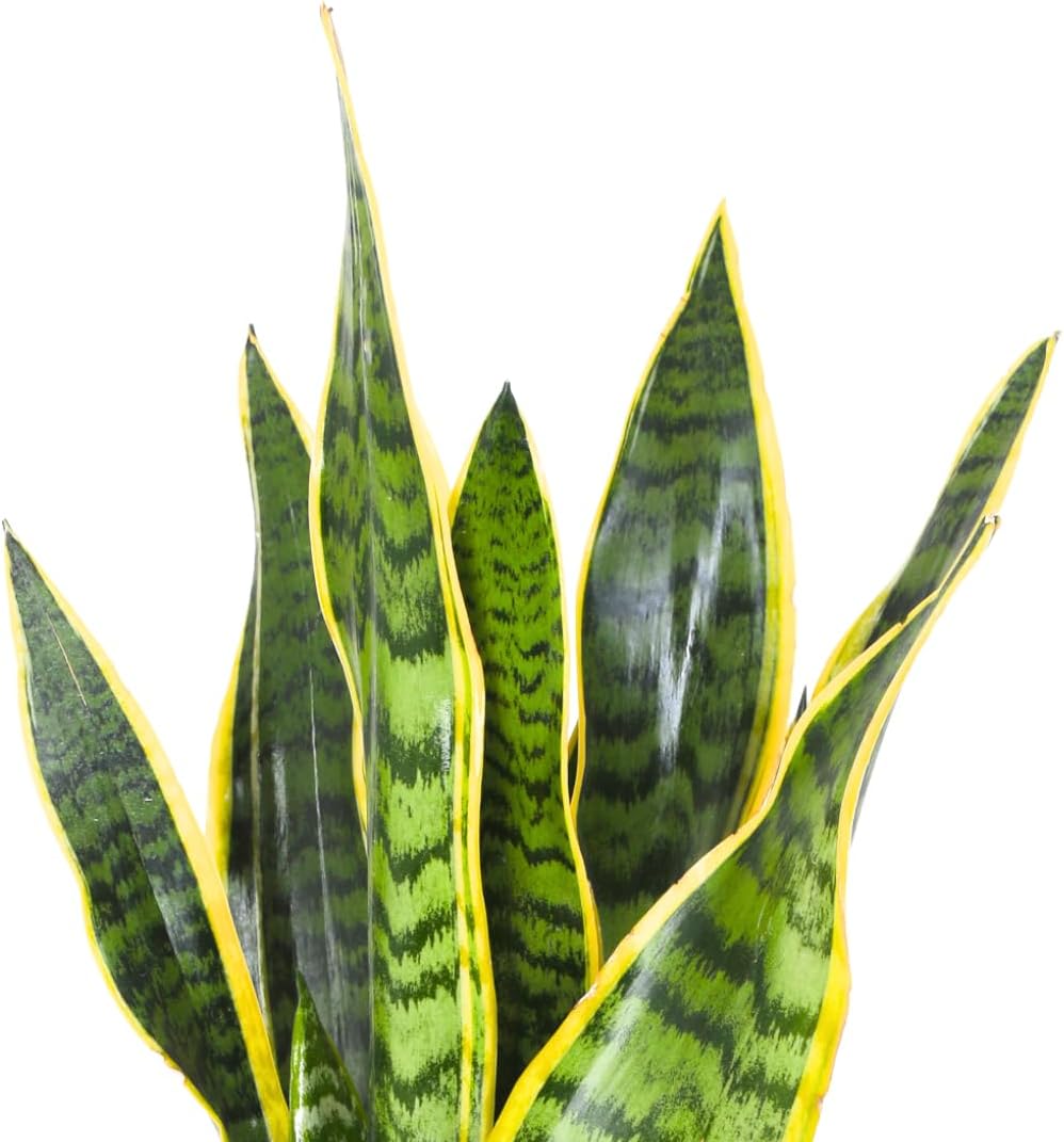Sansevieria: The Complete Care Guide for Snake Plant
