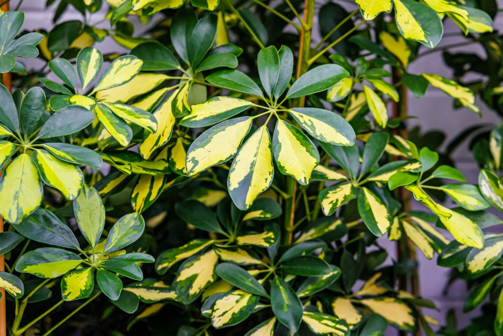 Schefflera: The Tropical Queen That Transforms Homes and Offices (Even if You Don't Have a Green Thumb)