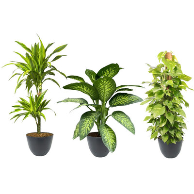Indoor Plants for Low Light: The 15 Best that Thrive in the Shade