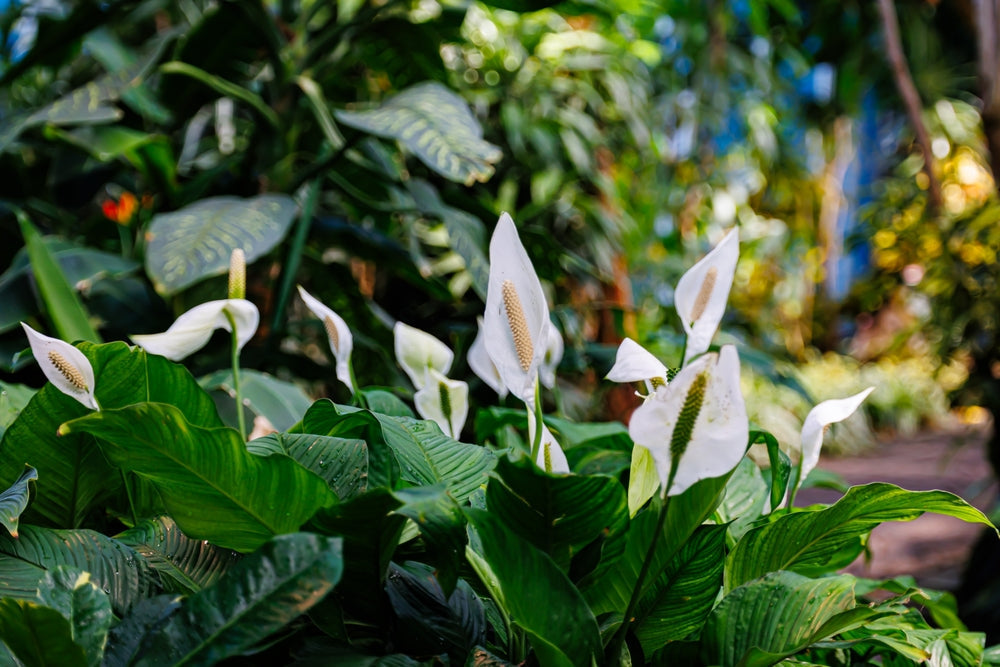 Spathiphyllum: The Peace Lily that Purifies the Air and Blooms All Year Round