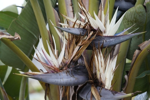 Strelitzia Nicolai: A Guide to Caring for the White Bird of Paradise