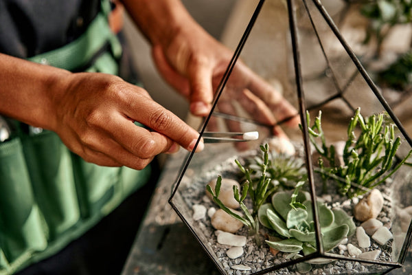 Succulent Terrarium: A Complete Guide to Creating Your Miniature Desert Garden