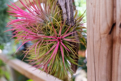 Tillandsia Ionantha XXL: Guida Completa alla Pianta Aerea Tailandese | Cura e Varietà