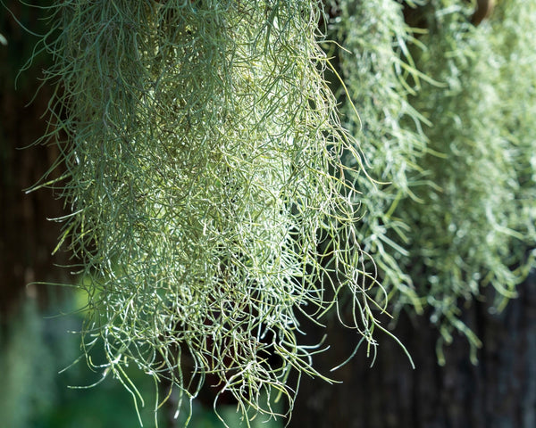 Tillandsia: Le Piante Magiche che Vivono Senz'Acqua (e Senza Terra)